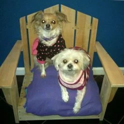 Cypress Adirondack Pet Chair - Small